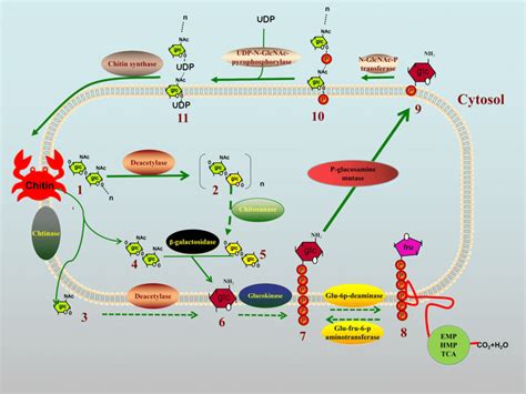 Proposed chitin degradation and synthesis pathways of CS1801. 1:... | Download Scientific Diagram