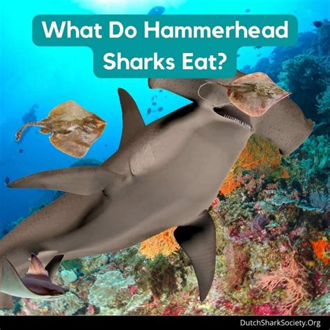 What Do Hammerhead Sharks Eat? - Dutch Shark Society