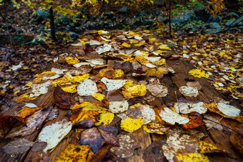 leaves on a picnic table | Keith Survell | Flickr