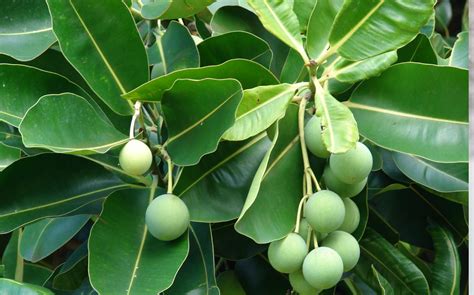 5 Ways to Add Tamanu Oil Into Your Beauty Routine