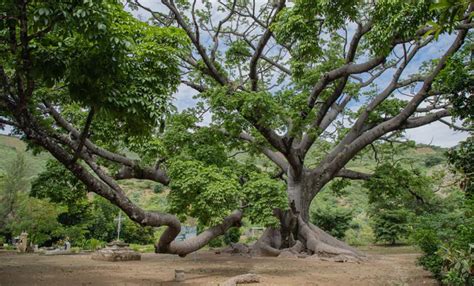 Promueven conservación de diversidad biológica en Oaxaca