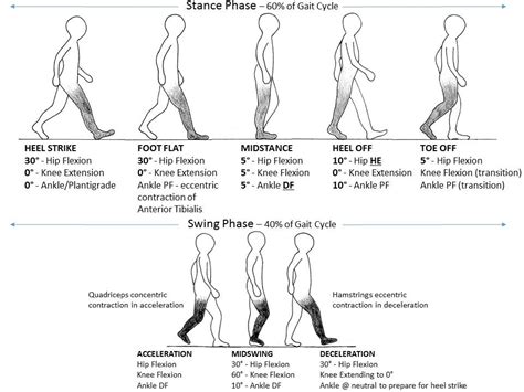 Gait Cycle | PT | Pinterest | Cycling, Physical therapy and Therapy