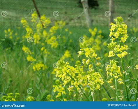 Yellow Mustard Plant Flowers Stock Image - Image of flower, flora: 45134367