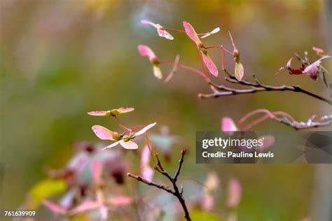 92 Japanese Maple Seeds Stock Photos, High-Res Pictures, and Images - Getty Images