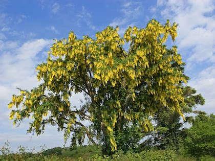 Laburnum Tree, Laburnum Vosii Trees For Sale Ireland | Hedging.ie