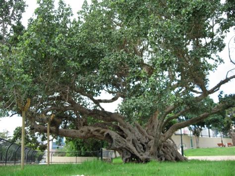 What Tree is the Sycamine? | Israel Tours