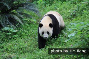 Giant Panda Behavior, What Do They Do, What Do They Eat