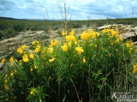 Plants of Texas Rangelands » Yellow bells