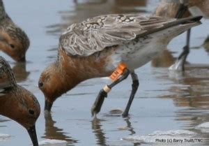 Red knot stopover ecology on Va's Barrier Islands - The Center for Conservation Biology