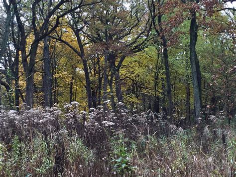 A Little Time and a Keyboard: A Fall Walk at The Grove {Glenview, Illinois}