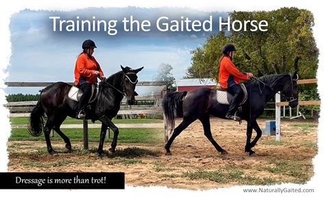 Training-the-Gaited-Horse | Naturally Gaited Horse