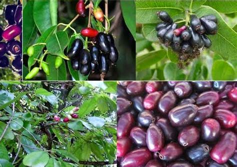 Jamblang (Syzygium cumini) Can Cure Diabetes Mellitus - Talk and Chats ...