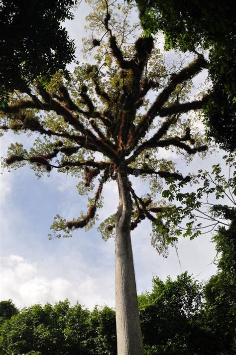 A Ceiba Tree at Tikal National Park, Guatemala Stock Image - Image of ...