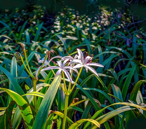 Swamp Lily – Crinum pedunculatum | Florida Paddle Notes