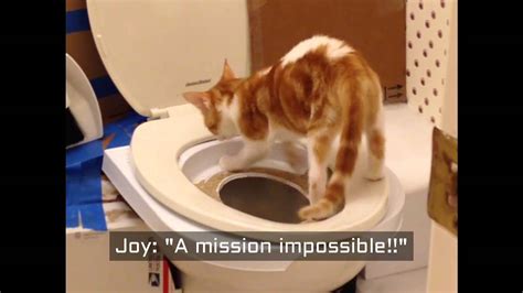 Cat Toilet Training Step by Step - YouTube