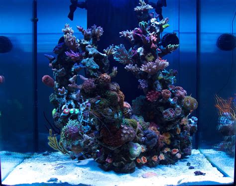 hot sale online Saltwater fish tank coral Pet Supplies - iquest.co.in