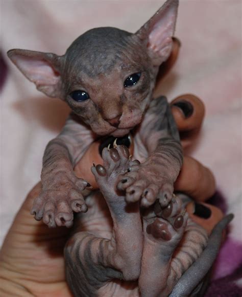 I am so in love! | Hairless kitten, Sphynx kittens for sale, Cute hairless cat