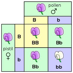 Mendelian inheritance - Wikipedia