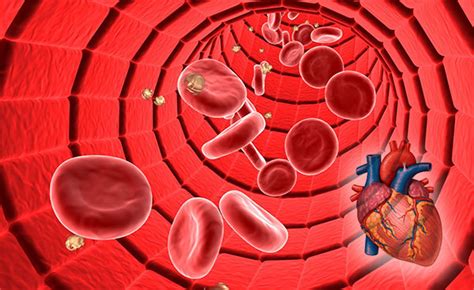 What Causes Poor Blood Flow & Circulation ( 2024)