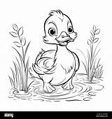 Duck Coloring Pages For Kids sketch template