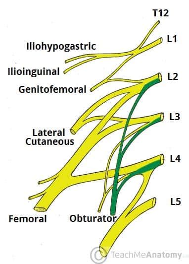 The Lumbar Plexus - Spinal Nerves - Branches - TeachMeAnatomy