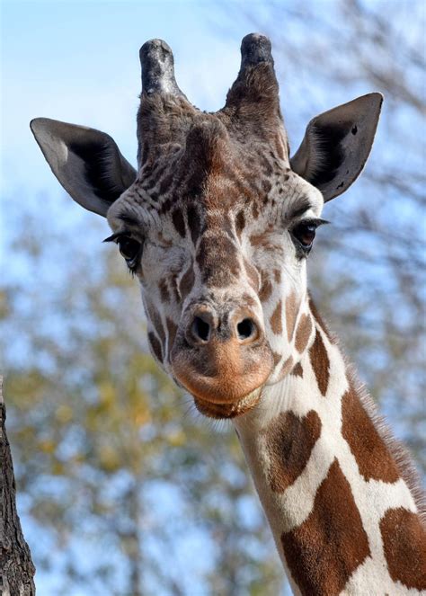 24-year-old giraffe dies at Brookfield Zoo | Illinois News | nwitimes.com