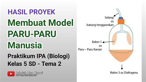 Cara Membuat Paru-Paru Buatan |Proyek IPA (Biologi) Tema 2 Kelas 5 ...