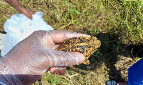 How To Identify A Cane Toad - Our News