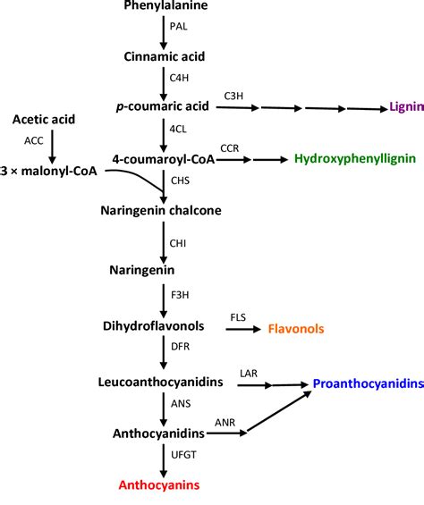 Anthocyanin biosynthesis in fruit tree crops: Genes and their ...