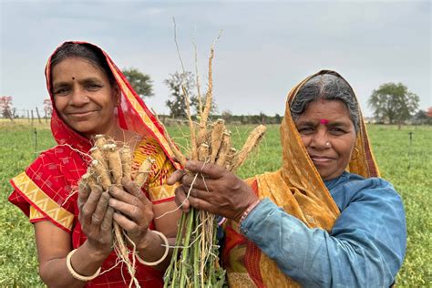 7 Top Ashwagandha Benefits for Women - Organic India