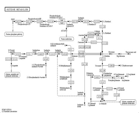 Histidine Synthesis: An Overview of Research Histidine Synthesis ...