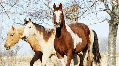 20 Best Horse Breeds And Types On Planet Earth - Photos