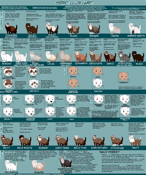 FERRET COLOR CHART v1.0 by IceIceAislynn | Ferret colors, Ferret cage, Ferret