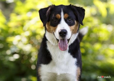 Dream dog! Labernese: Lab & Bernese Mountain Dog mix | One Day ...