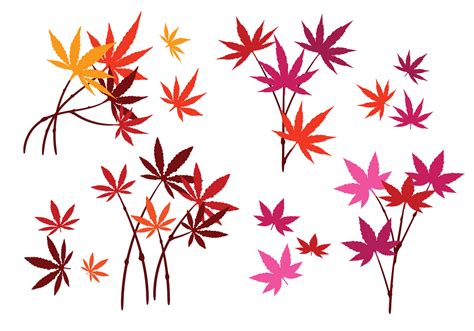 Set of Japanese Maple Leaves with Isolated on White Background 159097 ...