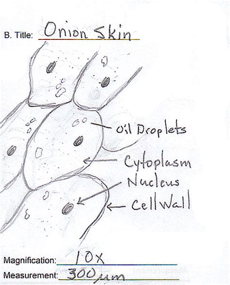 Onion Epidermal Cells Micrograph