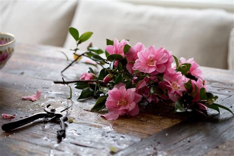 Rethinking Camellias: A Formal Flower Learns to Relax - Gardenista | Flower arrangements ...