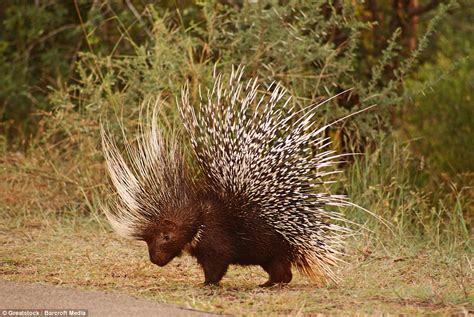 Photos: Python eats itself to death by swallowing Prickly Porcupine