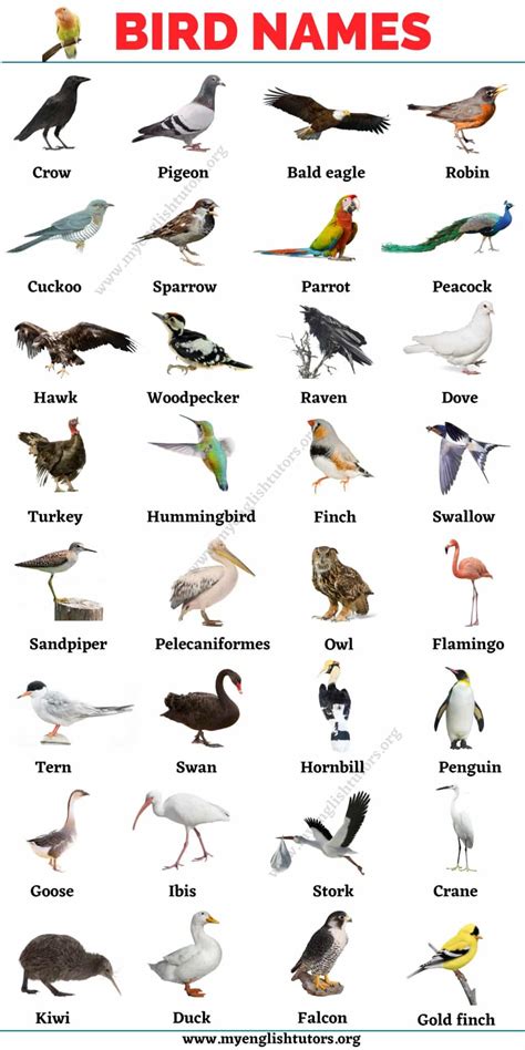 Bird Names: List of 30+ Names of Birds in English with the Picture – My English Tutors