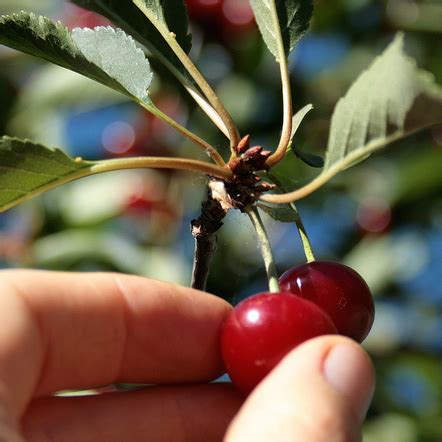 Cherry picking - Panorama