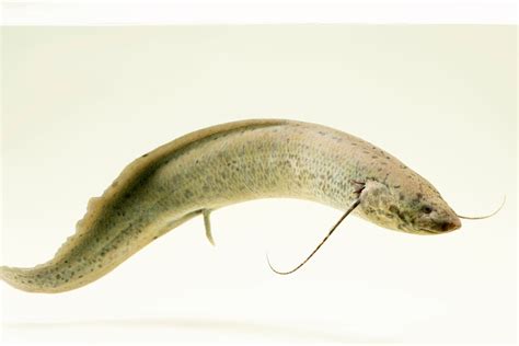 Marbled Lungfish (Protopterus aethiopicus) - Joel Sartore