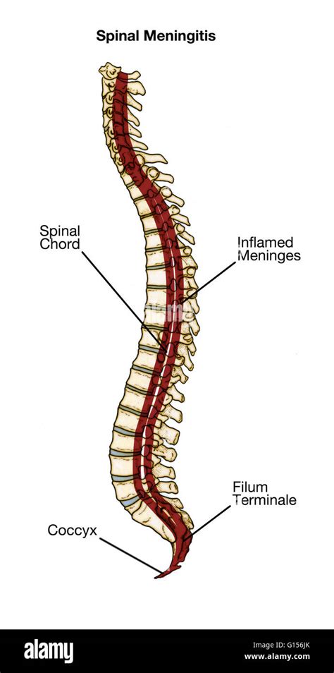 Spinal cord diagram hi-res stock photography and images - Alamy