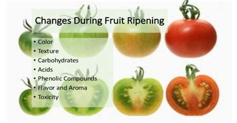 The Physiology of Fruit Ripening - QS Study