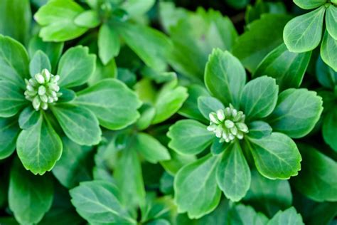 How to Grow and Care for Japanese Pachysandra