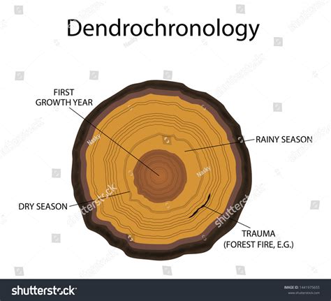 Dating Methods Dendrochronology – Telegraph