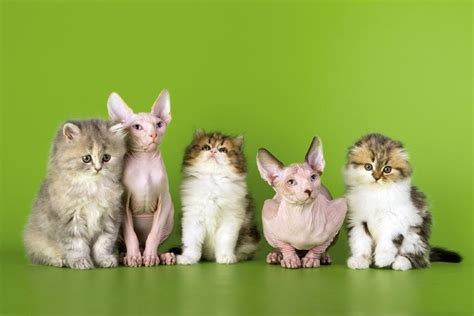 How Many Cat Breeds Are There in The World? 2024 Update | Hepper