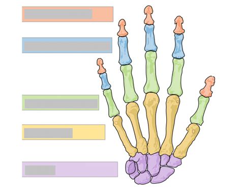 Hand Bones Anatomy Quiz