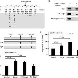 An intact thrombin cleavage site is necessary for Ecrg4 activity. (A ...