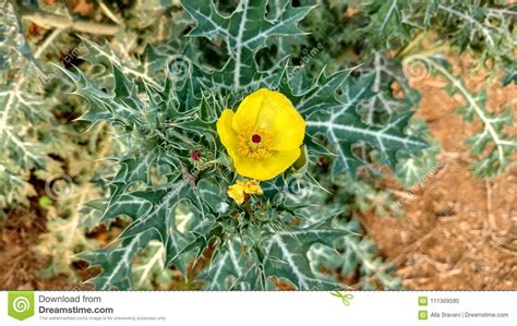 Argemone Mexicana Plant Leaves Royalty-Free Stock Photo | CartoonDealer ...