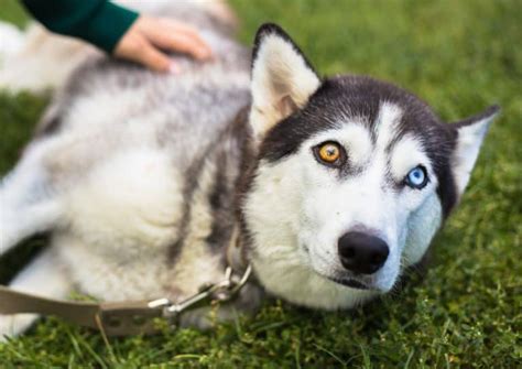 Husky Eye Colors: All Eye Colors Explained (With Pictures)